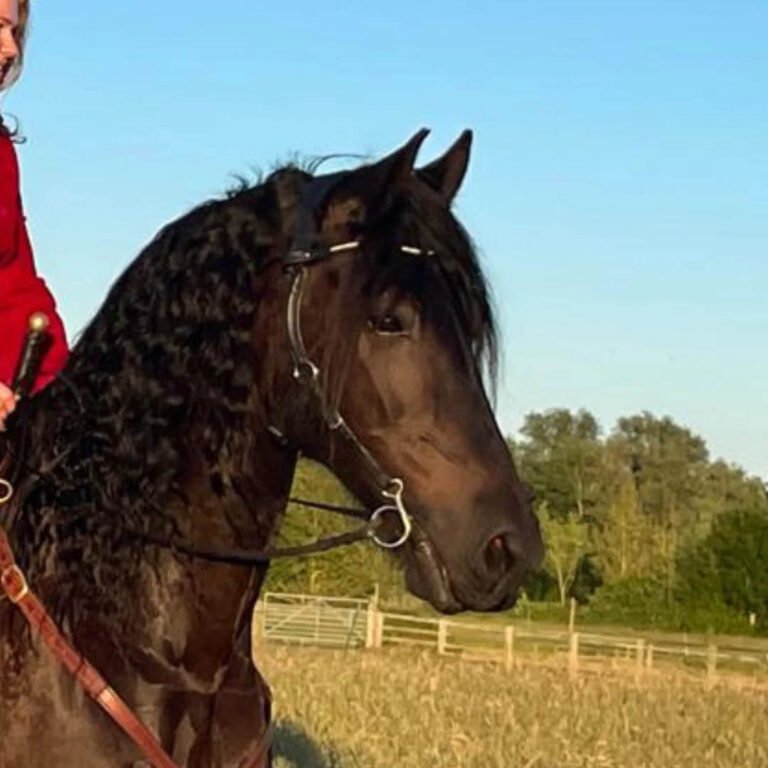 Bare Bridle - Quantum