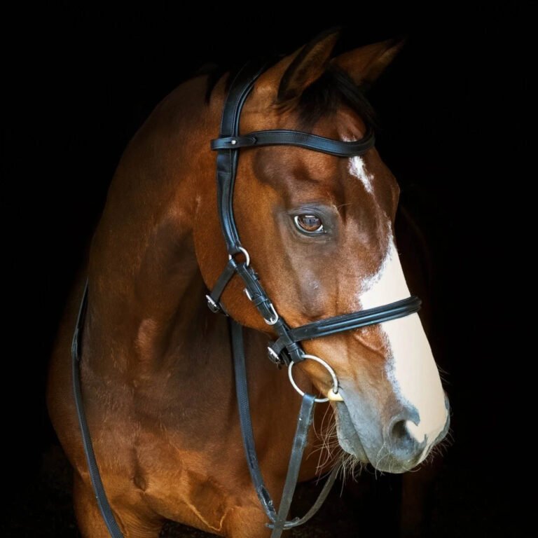 Welfare Bridle - Quantum