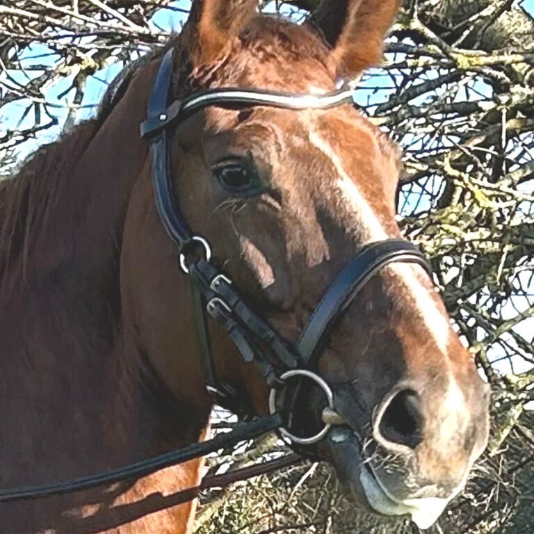 Competition Bridle