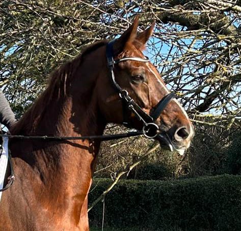 Competition Bridle