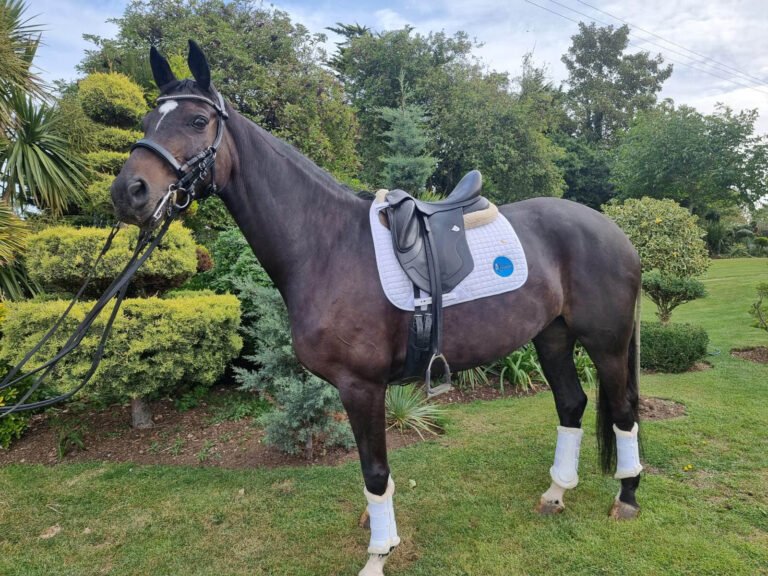 Double Bridle