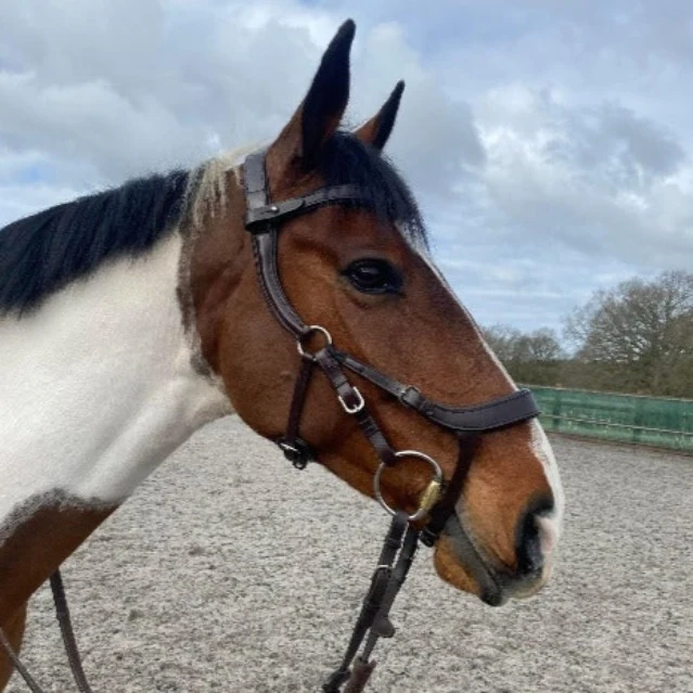The frontier Bridle